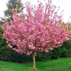 Kwanzan Cherry Tree Live Plant - Pink Flowering - 6-10'' Tall