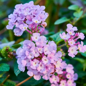 Lavender Lantana Live Plants - Perennial Flowering Outdoor Plant 4-8'' Tall