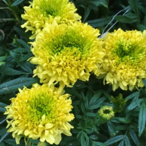 Lime Marigold Plants - Live Green Flowers - 2-5