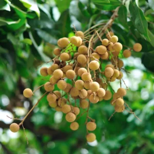 Longan Tree Tropical Fruit 8-10 Inches - Grow Exotic Fruit