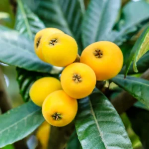 Loquat Tree Plant - 7-10 Inch - Fruit Bearing Tree