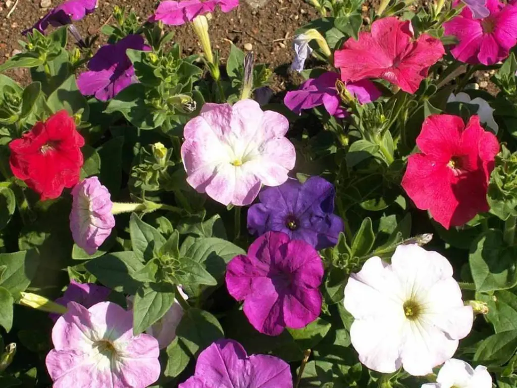 Mexican Petunia (Ruellia simplex)
