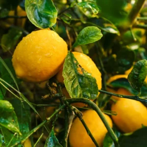Meyer Lemon Tree Live Plant - Starter Size 4-6 Inches