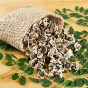 Moringa Tree Live Plant - 7-10 Inches - Fast Growing Medicinal Tree