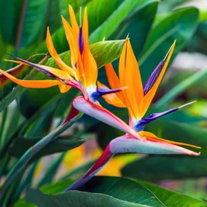 Orange Bird of Paradise Plant Live - Strelitzia Reginae - 5-9 Inch Houseplant