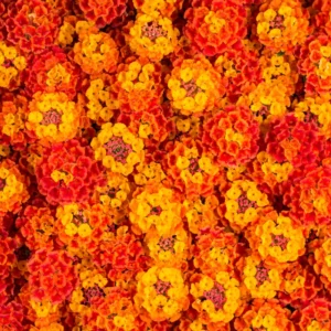 Orange Lantana Live Plants - Perennial Flowering Outdoor Plant 4-8''