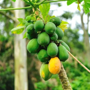 Papaya Tree Starter Plant - 5-8 Inches Tall - Tropical Fruit Tree