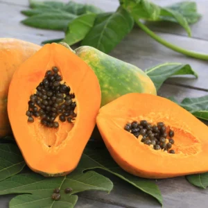 Papaya Tree Starter Plant - 5-8 Inches Tall - Tropical Fruit Tree