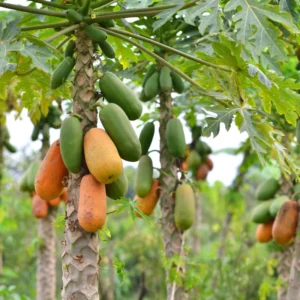 Papaya Tree Starter Plant - 5-8 Inches Tall - Tropical Fruit Tree