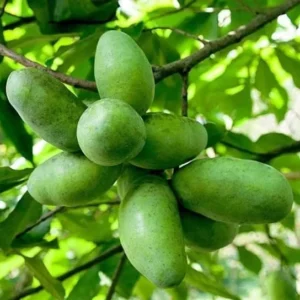 Pawpaw Tree Plant Live - 1 Year Old - 6-10 Inches