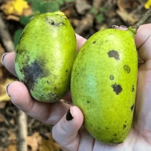 Pawpaw Tree Plant Live - 1 Year Old - 6-10 Inches