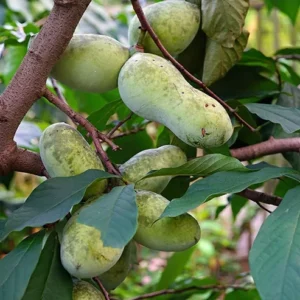 Pawpaw Tree Plant Live - 1 Year Old - 6-10 Inches