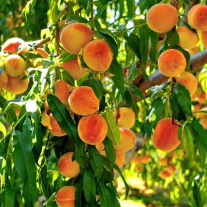 Peach Fruit Tree 7-10 Inch Tall - Grow Delicious Peaches Now!