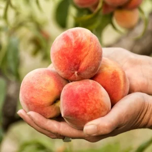 Peach Fruit Tree 7-10 Inch Tall - Grow Delicious Peaches Now!
