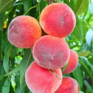 Peach Fruit Tree 7-10 Inch Tall - Grow Delicious Peaches Now!