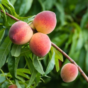 Peach Fruit Tree 7-10 Inch Tall - Grow Delicious Peaches Now!