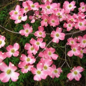 Pink Dogwood Tree 2.5-Inch Pot Ornamental Tree Compact Pink Blossoms