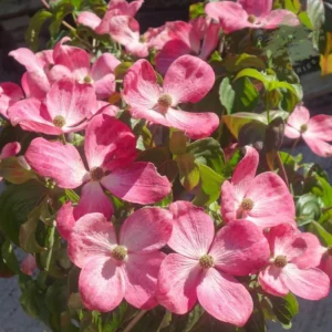 Pink Dogwood Tree 2.5-Inch Pot Ornamental Tree Compact Pink Blossoms