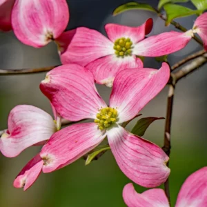 Pink Dogwood Tree 2.5-Inch Pot Ornamental Tree Compact Pink Blossoms