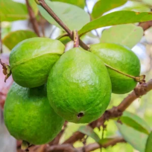 Pink Guava Tree Live Plant - 5-9'' Tall - Cold Hardy Guava Fruit Tree