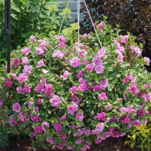 Pink Petunia Plants Live - Flower Seedlings 2-5" Tall Plugs Annual Perennial