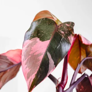 Pink Princess Philodendron Live Plant - 4-8 Inch Indoor Houseplant