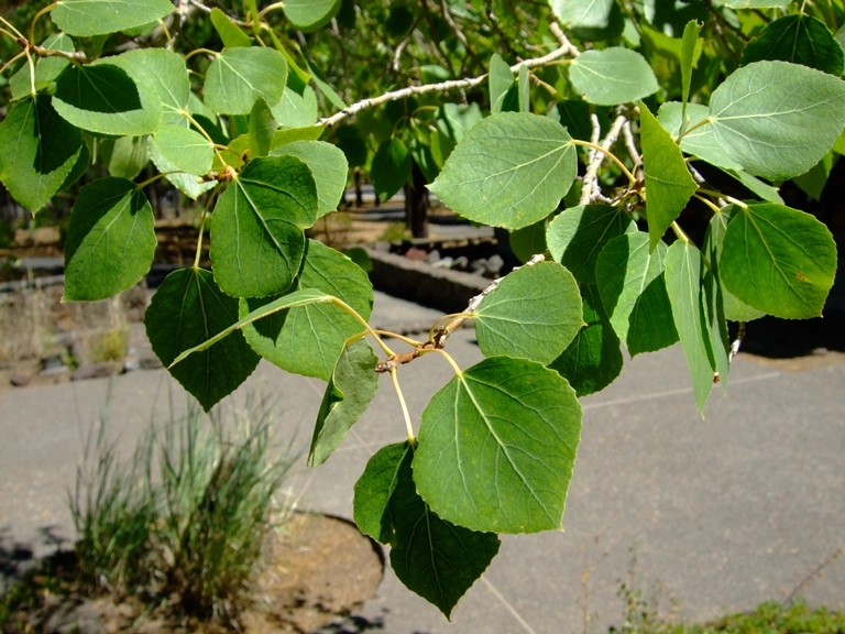 quaking aspen trees
