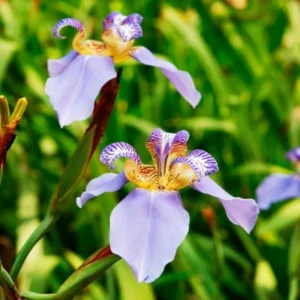 Purple Iris Plants Live Plugs - 2-5" Tall Walking Iris - Spring Planting
