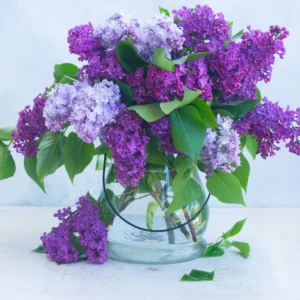 Purple Lilac Plant Live: Fragrant Dark Purple Tree 6-12'' Potted