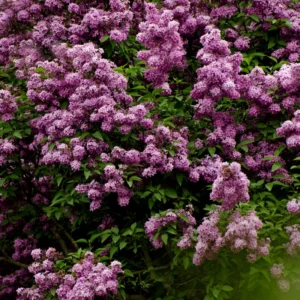 Purple Lilac Plant Live: Fragrant Dark Purple Tree 6-12'' Potted