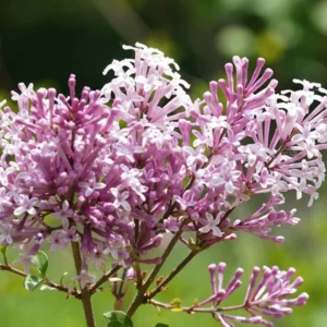 Purple Lilac Tree Plant Live - 6-10 Inch Fragrant Flowering Tree