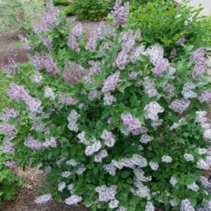 Purple Lilac Tree Plant Live - 6-10 Inch Fragrant Flowering Tree