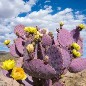 Purple Prickly Pear Cactus Plant Live - 6-8 Inch Tall - Outdoor Cactus