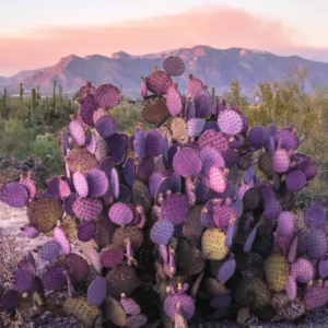 Purple Prickly Pear Cactus Plant Live - 6-8 Inch Tall - Outdoor Cactus