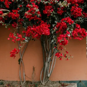 Red Bougainvillea Live Plant - 6-8 Inch Flower Vine for Outdoor Garden