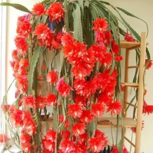 Red Orchid Cactus Plant, Epiphyllum Orchid Cactus - 6-8'' Tall Flowering Houseplant