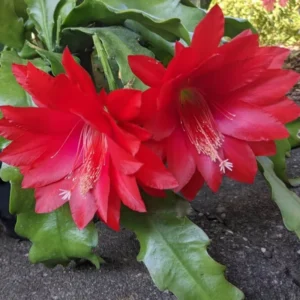 Red Orchid Cactus Plant, Epiphyllum Orchid Cactus - 6-8'' Tall Flowering Houseplant