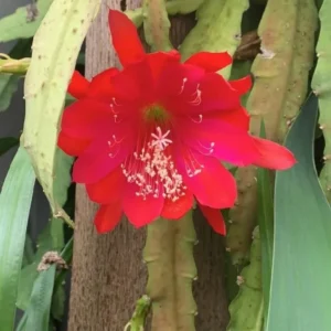 Red Orchid Cactus Plant, Epiphyllum Orchid Cactus - 6-8'' Tall Flowering Houseplant