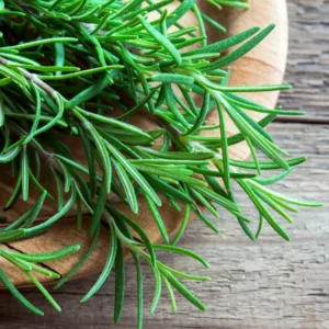 Rosemary Plant Live Culinary Herb 4-7 Inches Aromatic Garden Essential