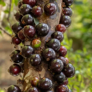 Sabara Jaboticaba Tree - 4-7 Inches - Fruit Tree Sapling