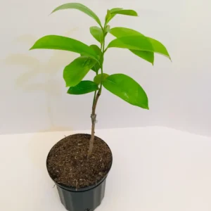 Soursop Tree 6-10 Inches - Tropical Fruit Tree Sapling - Grow Your Own