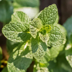 Spearmint Plant Live - 4-7 Inches - Fresh Herb Garden Essential