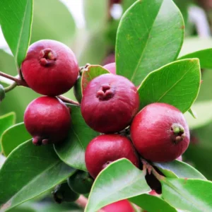Strawberry Guava Tree - Half Gallon Pot - Tropical Fruit Tree