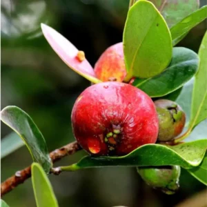Strawberry Guava Tree - Half Gallon Pot - Tropical Fruit Tree