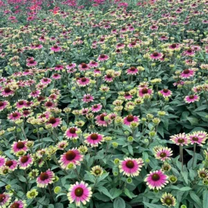 Sweet Echinacea Coneflower Plant Live 2.25