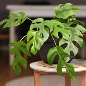 Swiss Cheese Plant 4-8 inch Monstera Deliciosa Live Indoor Plant