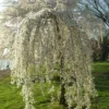 Weeping Cherry Blossom Tree 6-10'' Tall - White Flowering Garden Tree