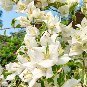 White Bougainvillea Plant Live - Flowering Vine 4-8'' Tall - Hanging Basket Ready