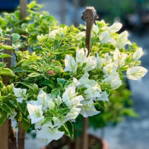 White Bougainvillea Plant Live - Flowering Vine 4-8'' Tall - Hanging Basket Ready