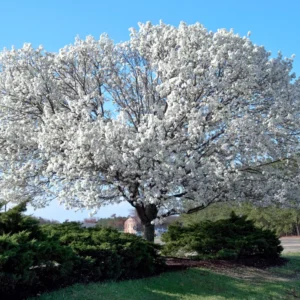 White Dogwood Tree Live Plant - 6-12'' Tall Flowering Dogwood Tree